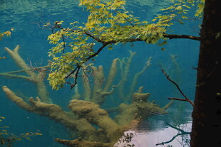 水下枯木与金黄枝叶景观