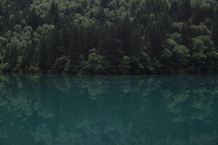 静谧森林旁的幽蓝湖水