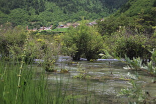 山间溪流旁的自然景致