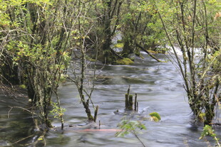 湿地中的繁茂水生植物