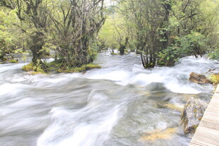 山间溪流穿林而过