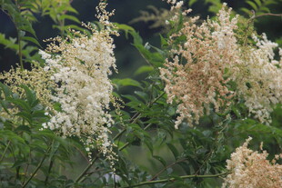 盛开的白色系繁茂花卉