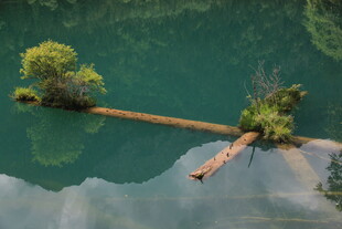 水上浮木与绿植的静谧景象
