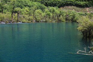 碧绿湖水边的自然景致
