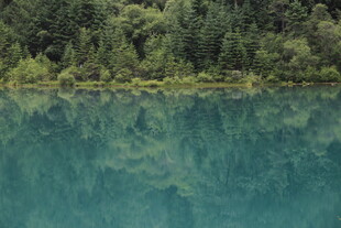 静谧湖水映葱郁森林