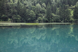 静谧湖景映葱郁山林