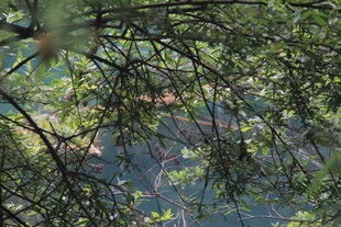 透过枝叶望远处景色