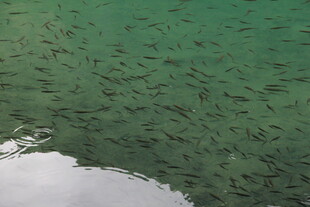 清澈湖水中的密集鱼群