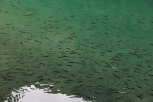 清澈碧绿的水面景象