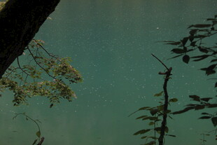 湖畔树枝与朦胧湖水景致