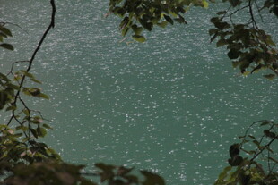 透过枝叶看碧绿湖水