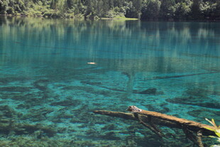 清澈蓝湖中的漂浮枯木