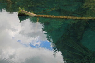 清澈湖水中的漂浮枯木