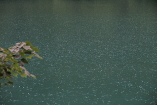 湖畔绿植 静谧湖水景致
