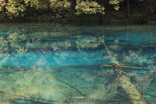 清澈湖水下的枯木与光影