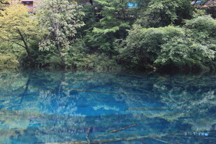 清澈蓝水旁的葱郁植被