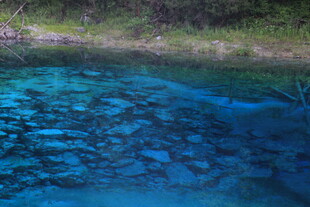 清澈蓝水下的斑斓鱼群