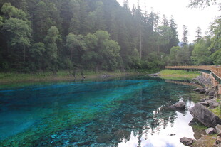清澈蓝湖旁的森林美景