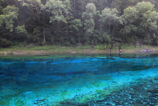 清澈蓝湖旁的葱郁树林