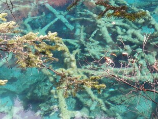 翠绿枝叶上的黄色小花