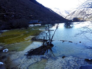 山间清潭 水中枯木景致