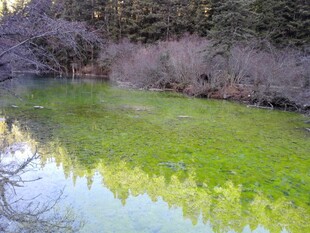 春日河畔绿意倒影美景