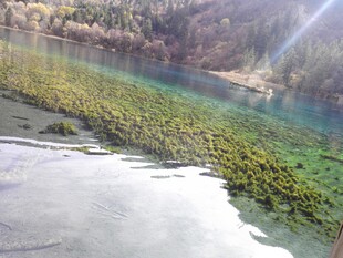 清澈河底的绿色水草景观