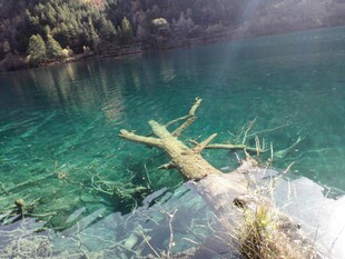 清澈湖水中的枯木景观