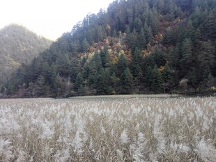 山间开阔草地与葱郁山林