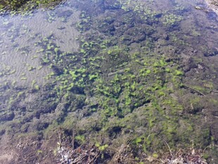 空中俯瞰绿意盎然水域