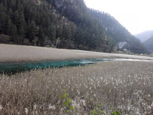 山间湖畔枯苇与绿水景色