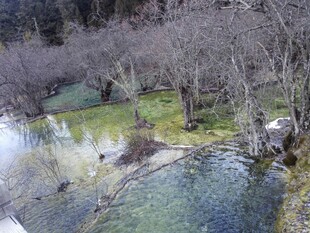 山间清澈溪流旁的自然景致