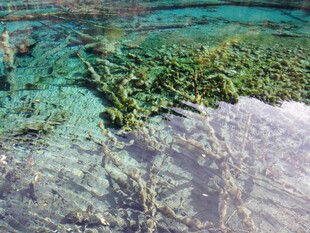 清澈水底的翠绿植物景观