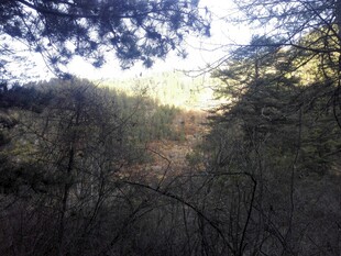 林间光影下的茂密树林