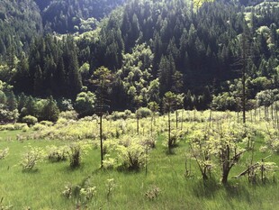 山间绿意盎然的果园风景