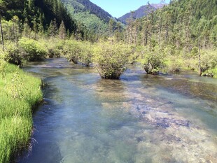 山间清澈溪流 绿意盎然