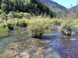 山间清澈溪流与葱郁植被