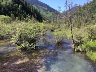 山间清澈溪流与繁茂植被
