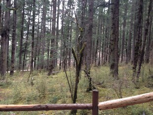 森林中的木栅栏景观