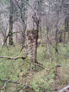 森林中的枯树与绿植