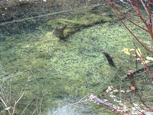 池塘中的绿植与动物