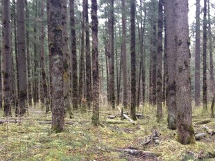 静谧森林中的枯木与草地