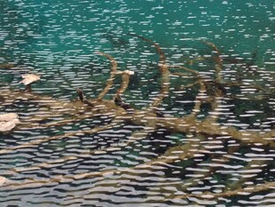 水中枯枝与波光粼粼景象