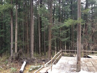 林间木栈道 静谧自然景