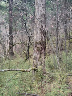 森林中的树木与草地景观