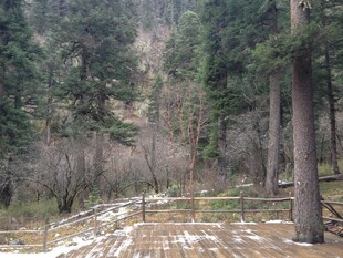 冬日林间木栈道景观