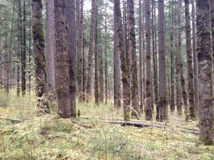 森林中的挺拔树木景观