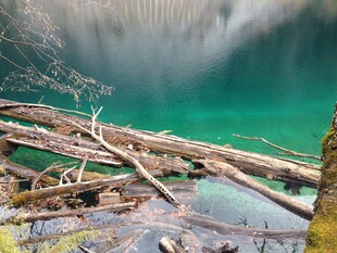 森林湖畔枯木景观