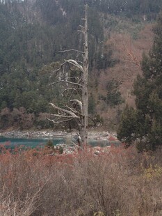 荒野枯树旁的静谧水域