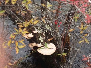 树干上生长的两朵白色蘑菇